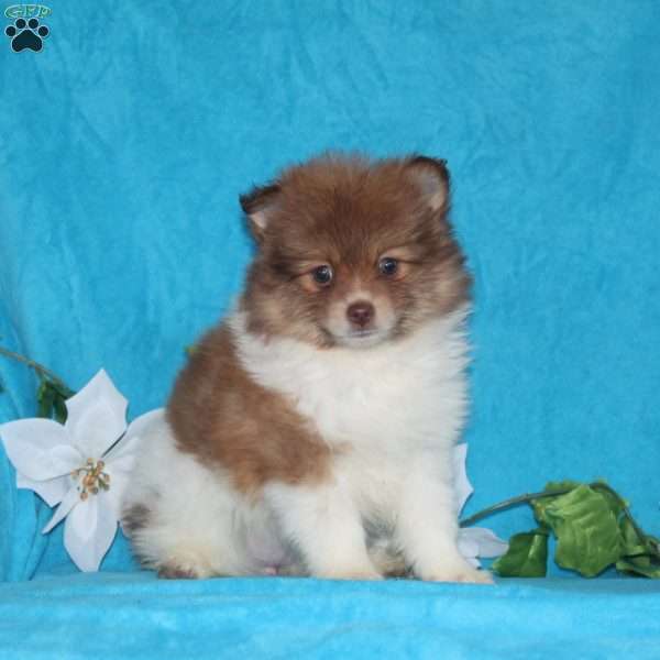 Bella, Pomeranian Puppy